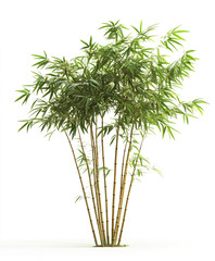 Fototapeta premium Bamboo tree isolated on white background, lush green leaves