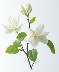 Fototapeta premium White Bauhinia flower with green leaves on white background