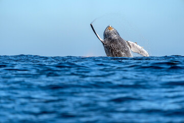 humpback whale breaching in pacific ocean off the coast of todos santos baja california sur © Andrea Izzotti