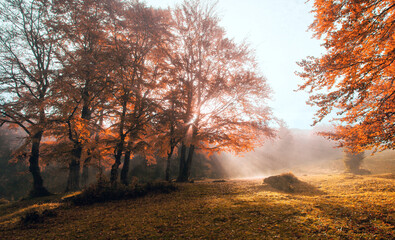 incredible Carpathian autumn view, misterious forest scene, ukrainian mountains, Transcarpathian...