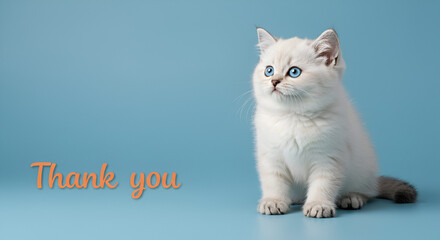 Precious White Kitten with Blue Eyes Showing Thanks on Light Blue Background