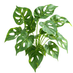 Swiss Cheese Plant with Hole-Punched Leaves Isolated on Transparent Background