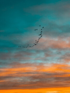 birds flying in the sky