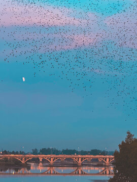 birds flying in the sky