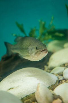 tropical fish in aquarium