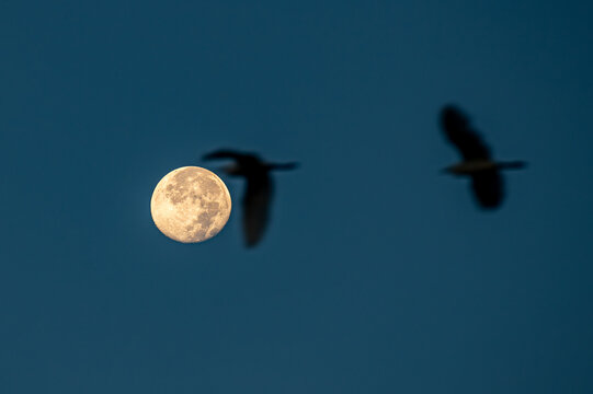moon