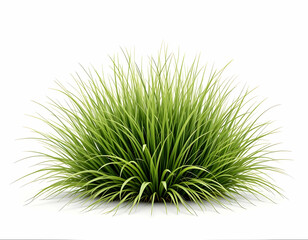 Green Grass Clump Isolated on White Background Creating Natural Landscaping
