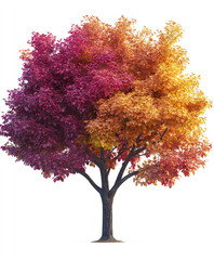 Fototapeta premium vibrant tree with red and orange leaves isolated on white