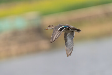 The Eurasian Green-winged Teal (Anas crecca crecca) is a small dabbling duck found in Europe and Asia. It is distinguished by its green eye patch and fast flight.