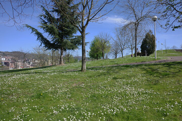landscape with trees in spring