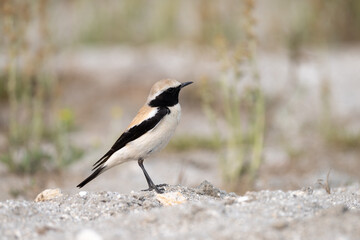 Obraz premium The Desert Wheatear (Oenanthe deserti) is a small, migratory songbird found in arid regions. Males have sandy plumage with a black mask. It feeds on insects and seeds.