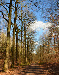 Waldspaziergang im Frühling