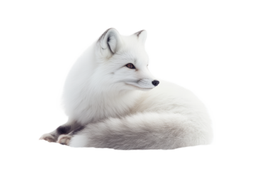 A white fox is laying down on a white background