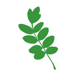 branches and leaves on white background