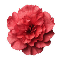 Elegant red flower blossom on transparent background. Floral design element.