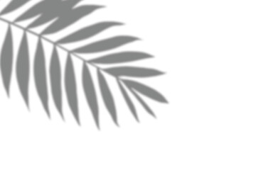 Realistic palm leaf shadow isolated on a transparent background. Perfect for adding depth and natural light effects to summer branding, botanical packaging, minimal web design, social media posts
