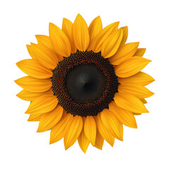 Fototapeta premium Vibrant sunflower with yellow petals and a dark center on a transparent background. Floral design element.