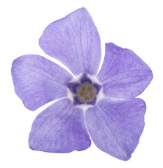 Lilac wild flower isolated on white background.