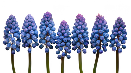 A row of blue flowers with purple tips