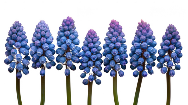 A row of blue flowers with purple tips