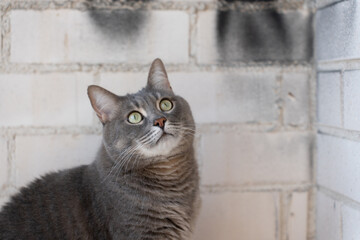 A beautiful grey cat with green eyes gazes upward with an inquisitive expression. Its soft fur and...