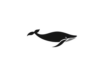 Fototapeta premium A black and white whale is swimming in the ocean