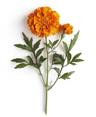 Fototapeta premium Vibrant marigold plant isolated on white background