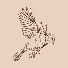 Titmouse. Flying bird. Hand drawn vector illustration.