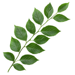 Fototapeta premium Green leaves on a branch against a transparent background. Fresh foliage, nature concept.