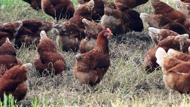 free range organic Farming with brown Chicken
