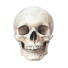 Detailed vector illustration of a human skull on a transparent background. Anatomy, biology, and Halloween concepts.