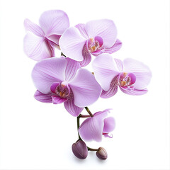 Delicate pink orchids isolated on white background