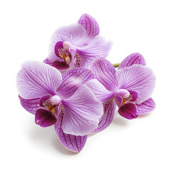 Obraz premium Purple orchid flowers isolated on white background