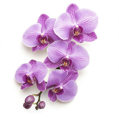 Obraz premium Purple orchids isolated on white background, showcasing vibrant petals