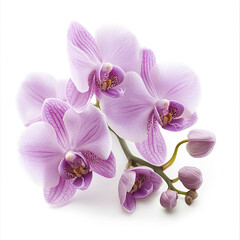 Obraz premium Pink orchid flowers isolated on white background