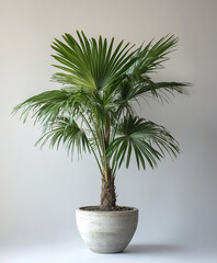 Obraz premium lush palm tree in pot against plain background