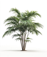 Obraz premium lush palm tree isolated on white background