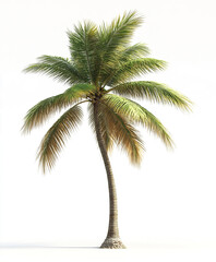 Obraz premium tall palm tree stands isolated on white background