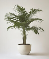 Fototapeta premium Potted palm tree on white background, showcasing lush green leaves