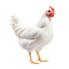 Fototapeta premium A white hen isolated on black. Concept of poultry, livestock, and agriculture.