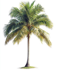 Obraz premium lush palm tree isolated on white background