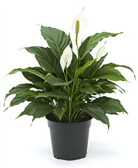 Peace lily in black pot on white background
