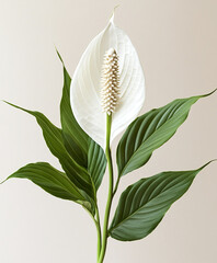 Obraz premium White peace lily with green leaves on neutral background