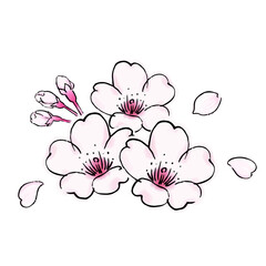 桜の花のボタニカルなイラスト-05