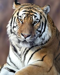 tiger in zoo