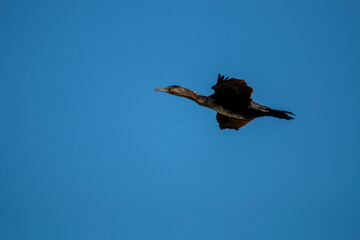 A great cormorant is flying up in the sky. Freeze scene. Phalacrocorax carbo.