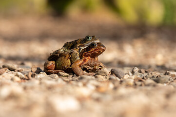 Brown frogs mating on rocky ground