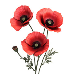 Obraz premium Three Bright Red Poppies Isolated on Transparent Background