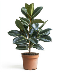Rubber plant in brown pot isolated on white background