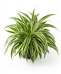 Obraz premium Spider plant with variegated leaves in black pot on white background
